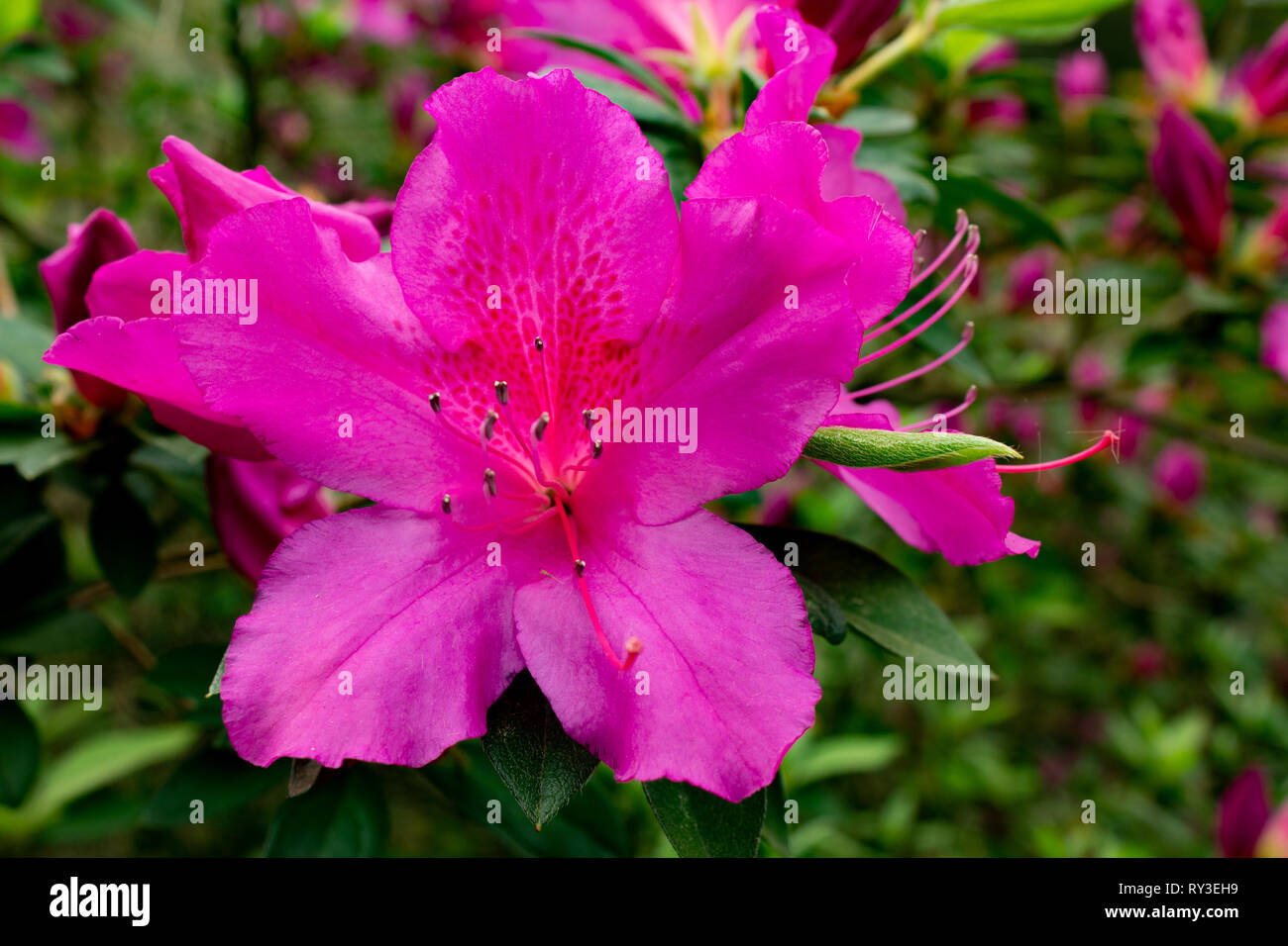 Pink Garden Azalea Stock Photo