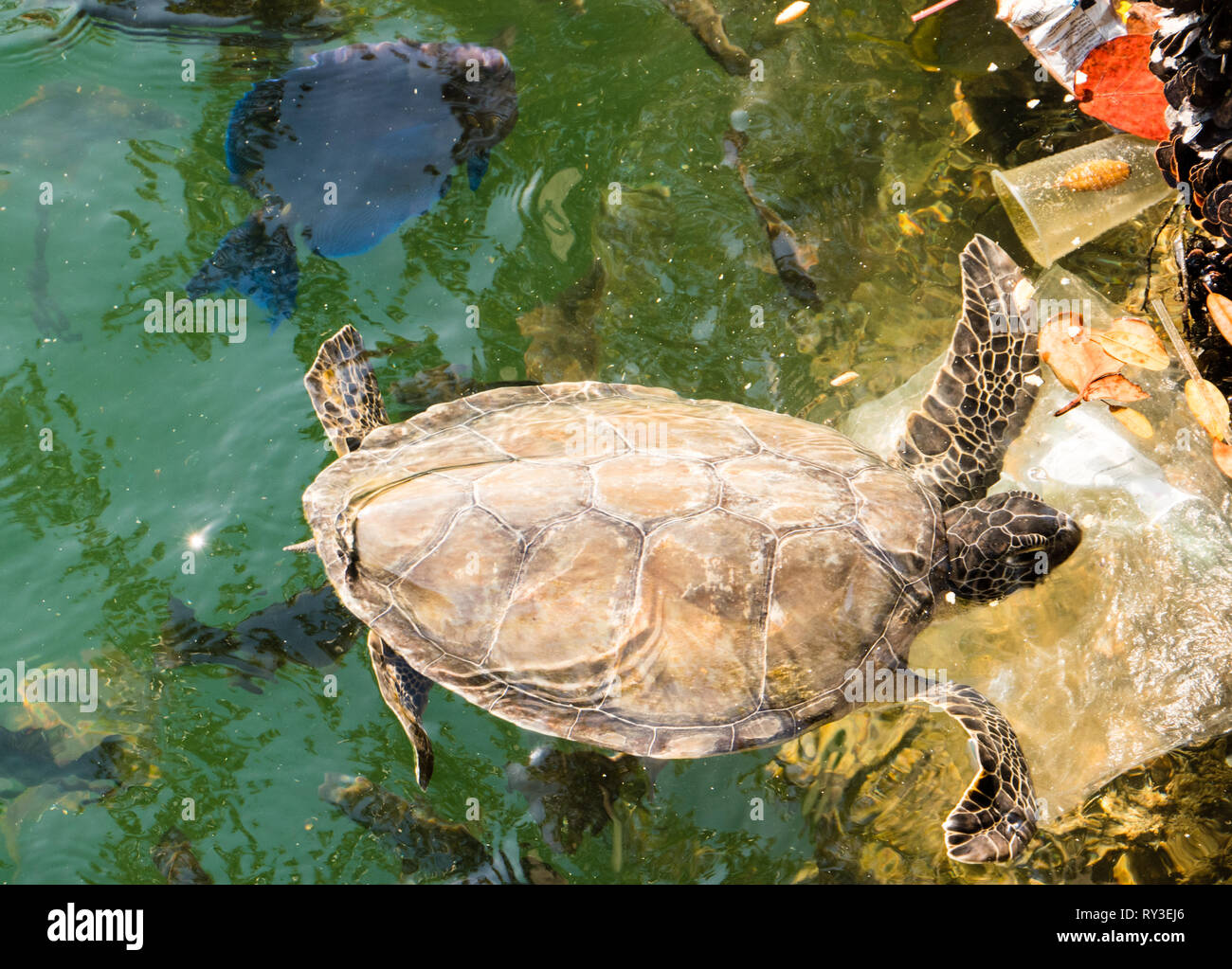 Sea Turtle in Danger from Plastics, Ocean Hole, Rock Sound, The Bahamas, Eleuthera, The Bahamas, The Caribbean. Stock Photo