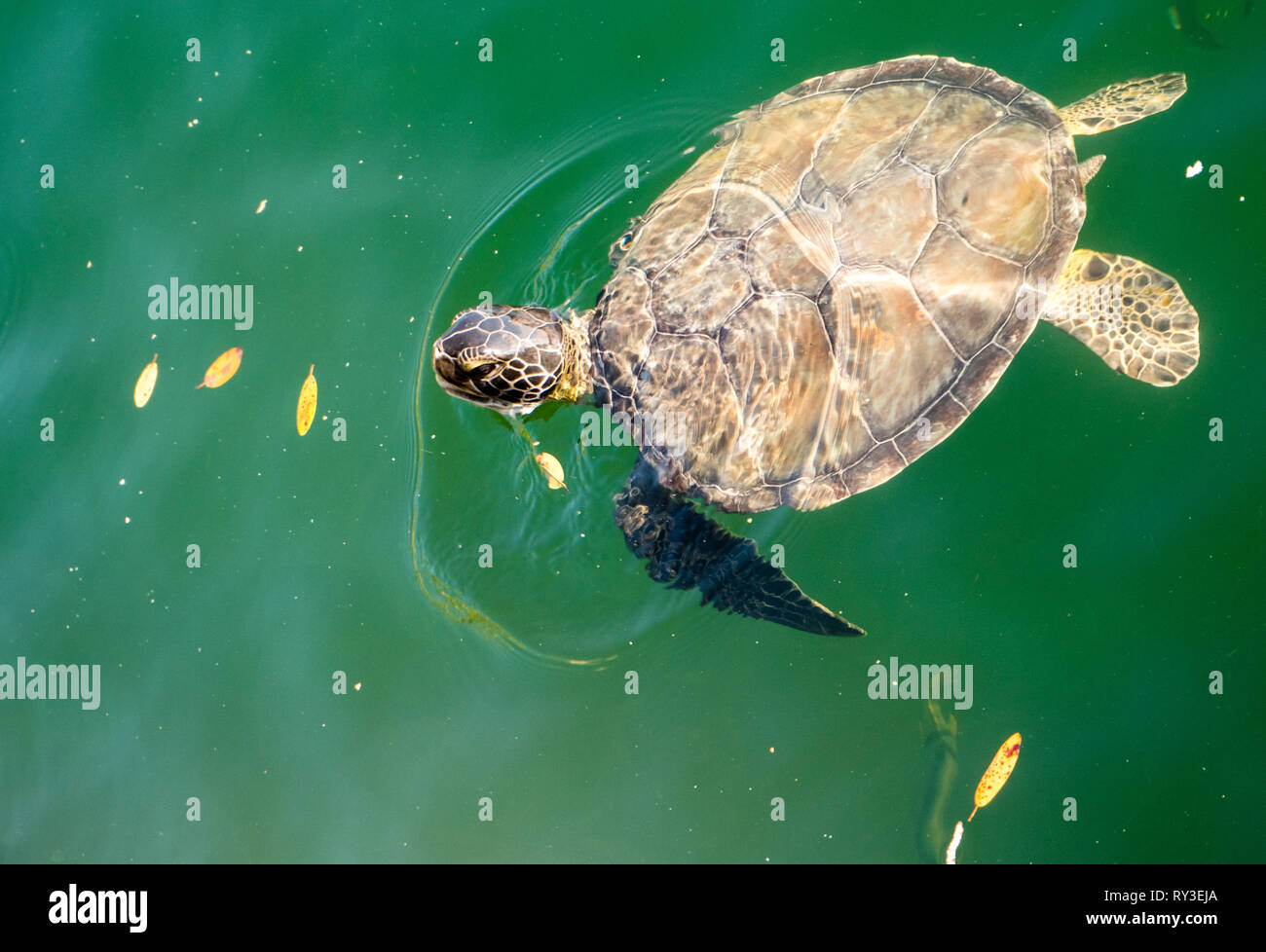 Sea Turtle, Ocean Hole, Rock Sound, The Bahamas, Eleuthera, The Bahamas, The Caribbean. Stock Photo