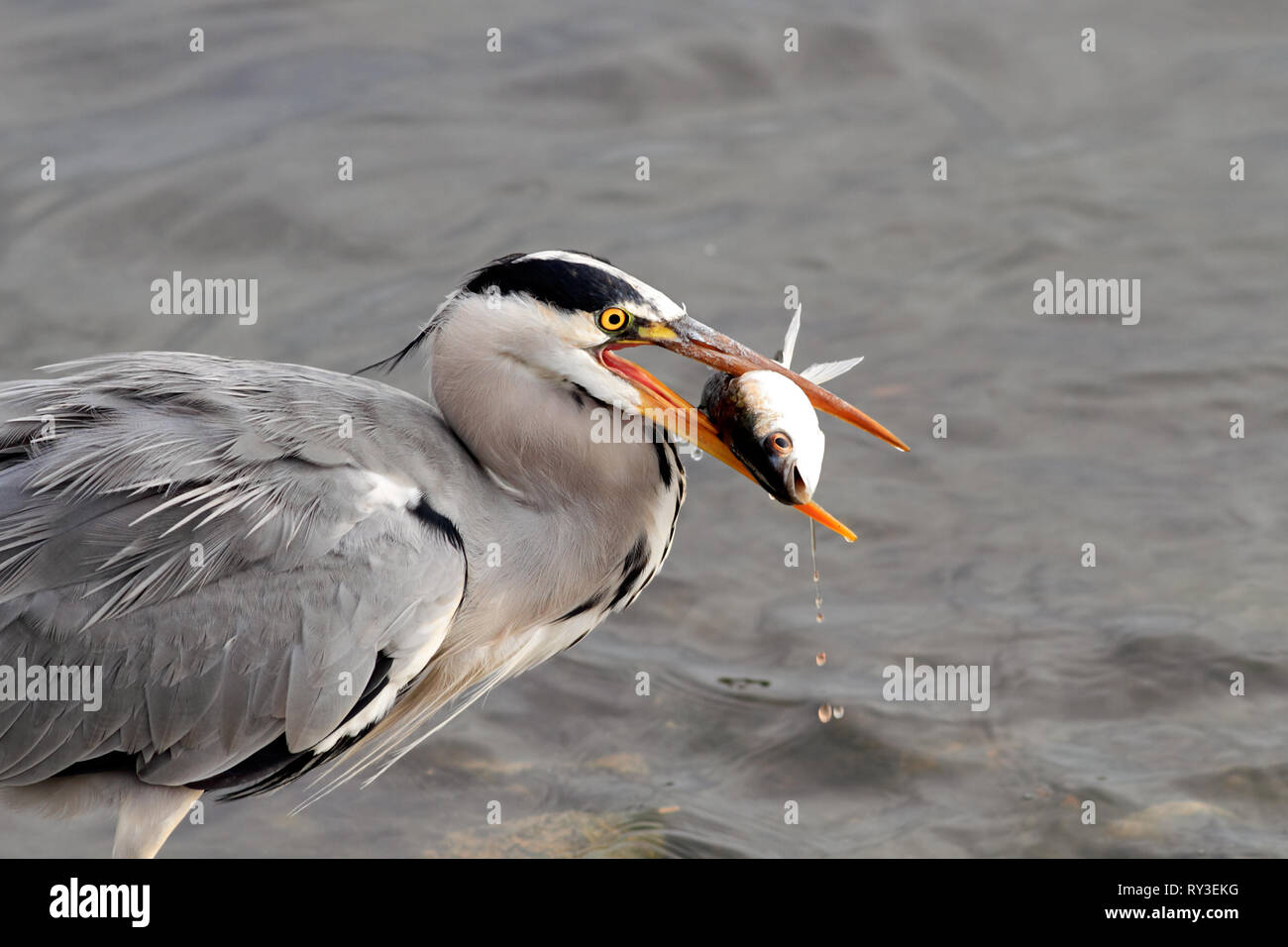A great gray heron catches a fish from river Douro Stock Photo Alamy