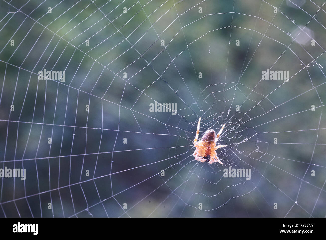 A European garden spider (Araneus diadematus) in its web in a garden during summer. Landscape format. Stock Photo