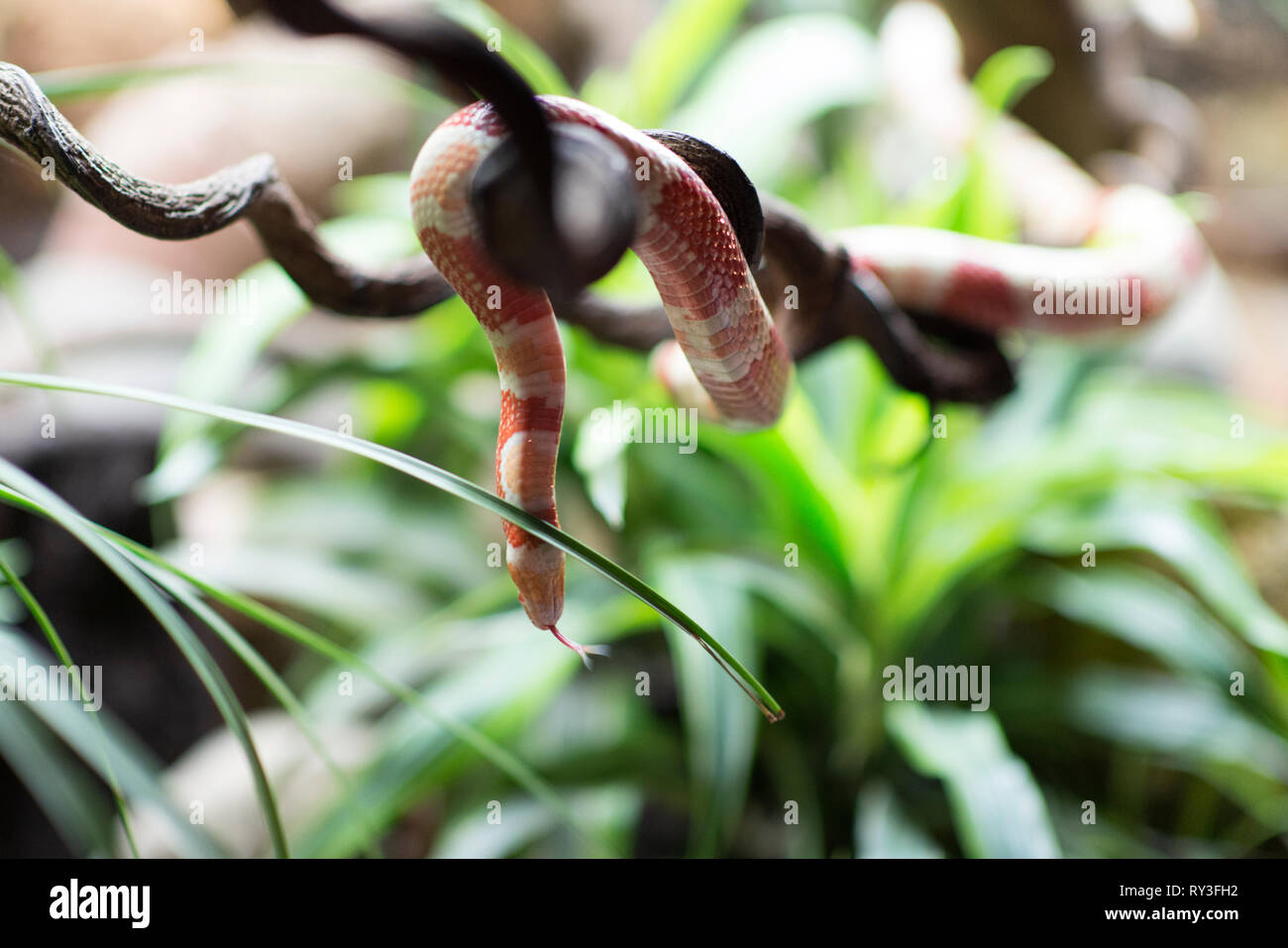 An albino Milk Snake, Albino Tangerine Honduran Milk Snake, also called Lampropeltis triangulum hondurensis, on a branch in Vietnam Stock Photo
