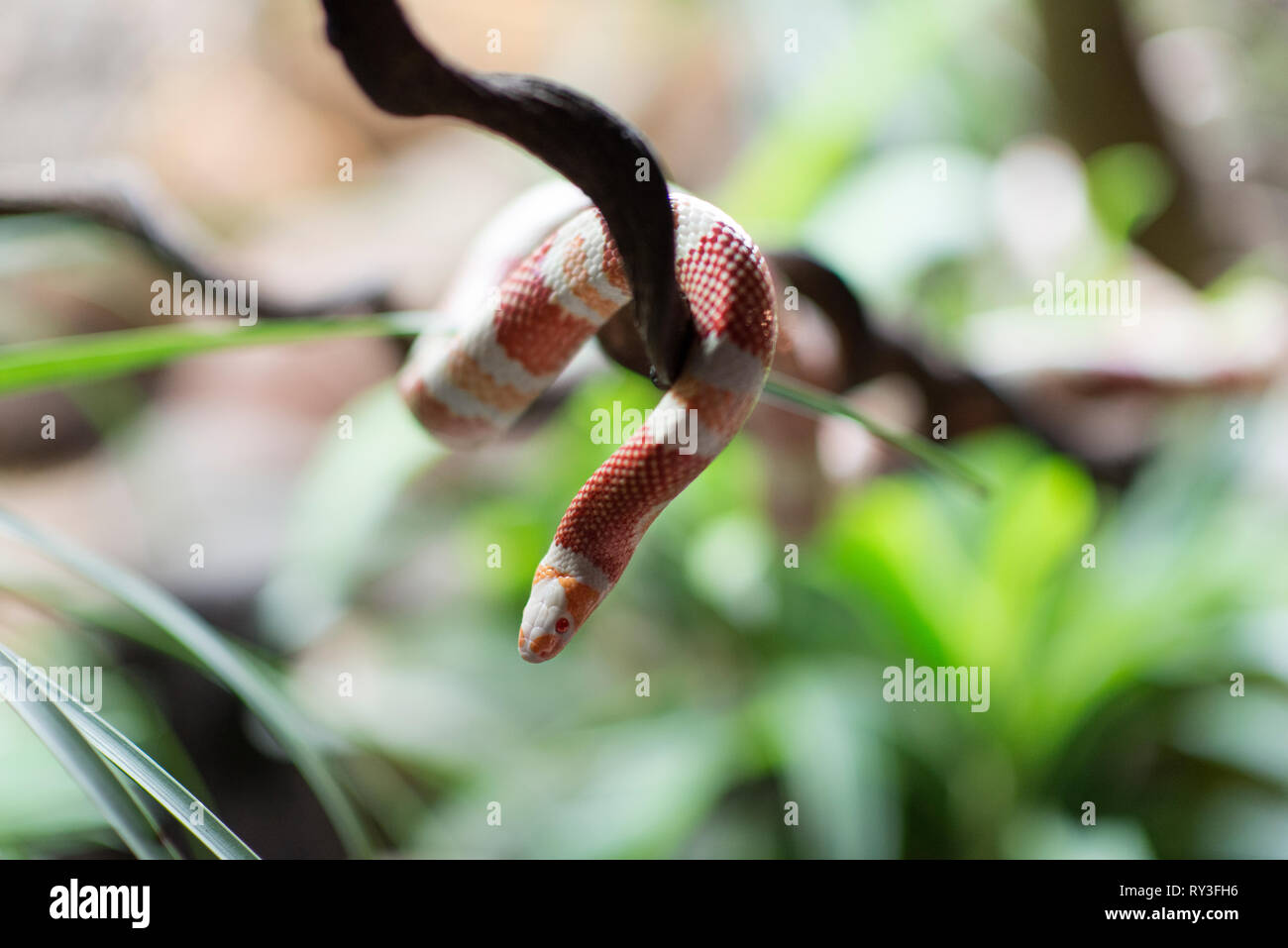 An albino Milk Snake, Albino Tangerine Honduran Milk Snake, also called Lampropeltis triangulum hondurensis, on a branch in Vietnam Stock Photo