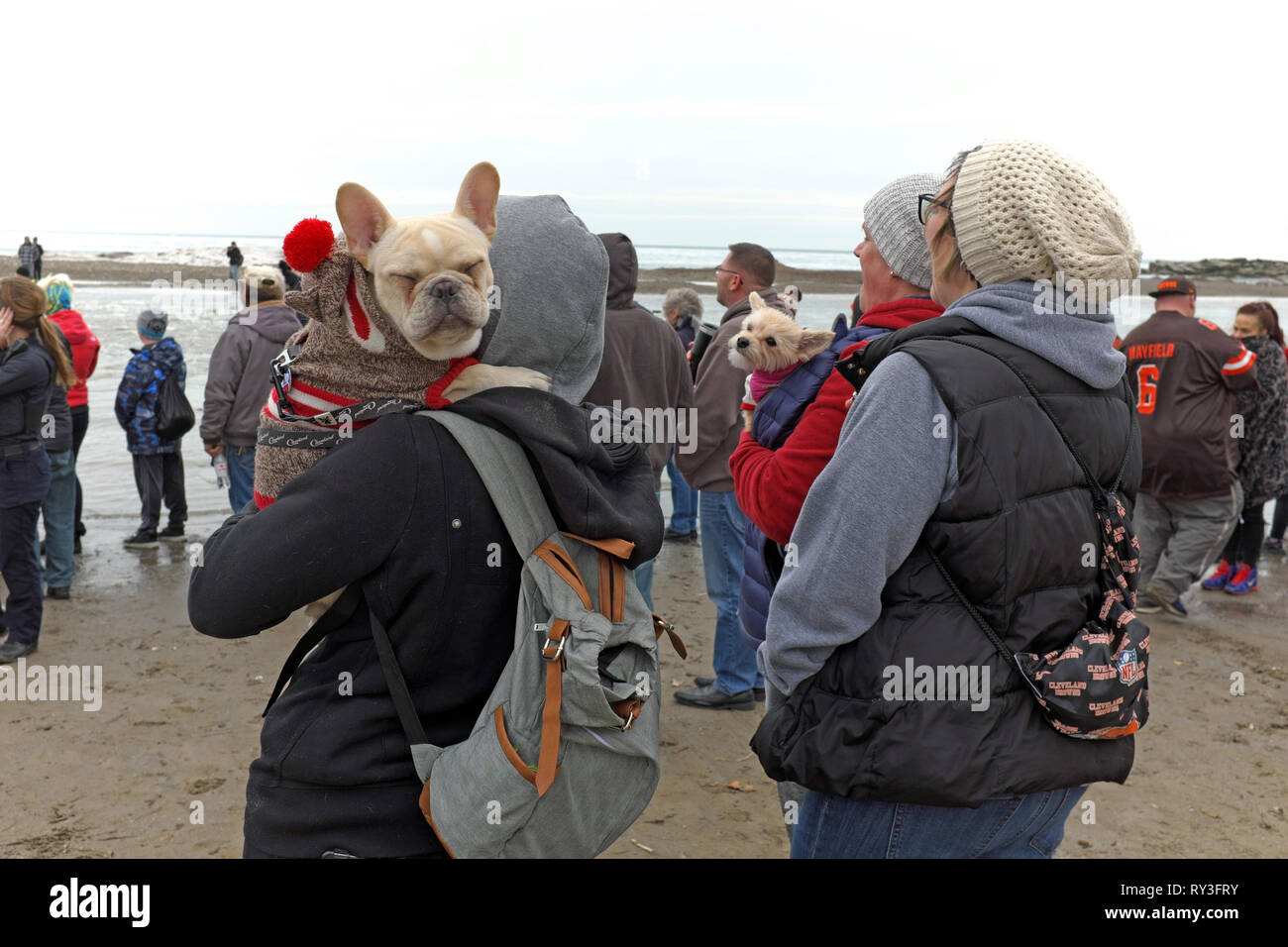 The pooch closes the eyes as people participate in the 2019 Polar Plunge held on the Lake Erie shores Edgewater Beach in Cleveland, Ohio on Feb 23. Stock Photo