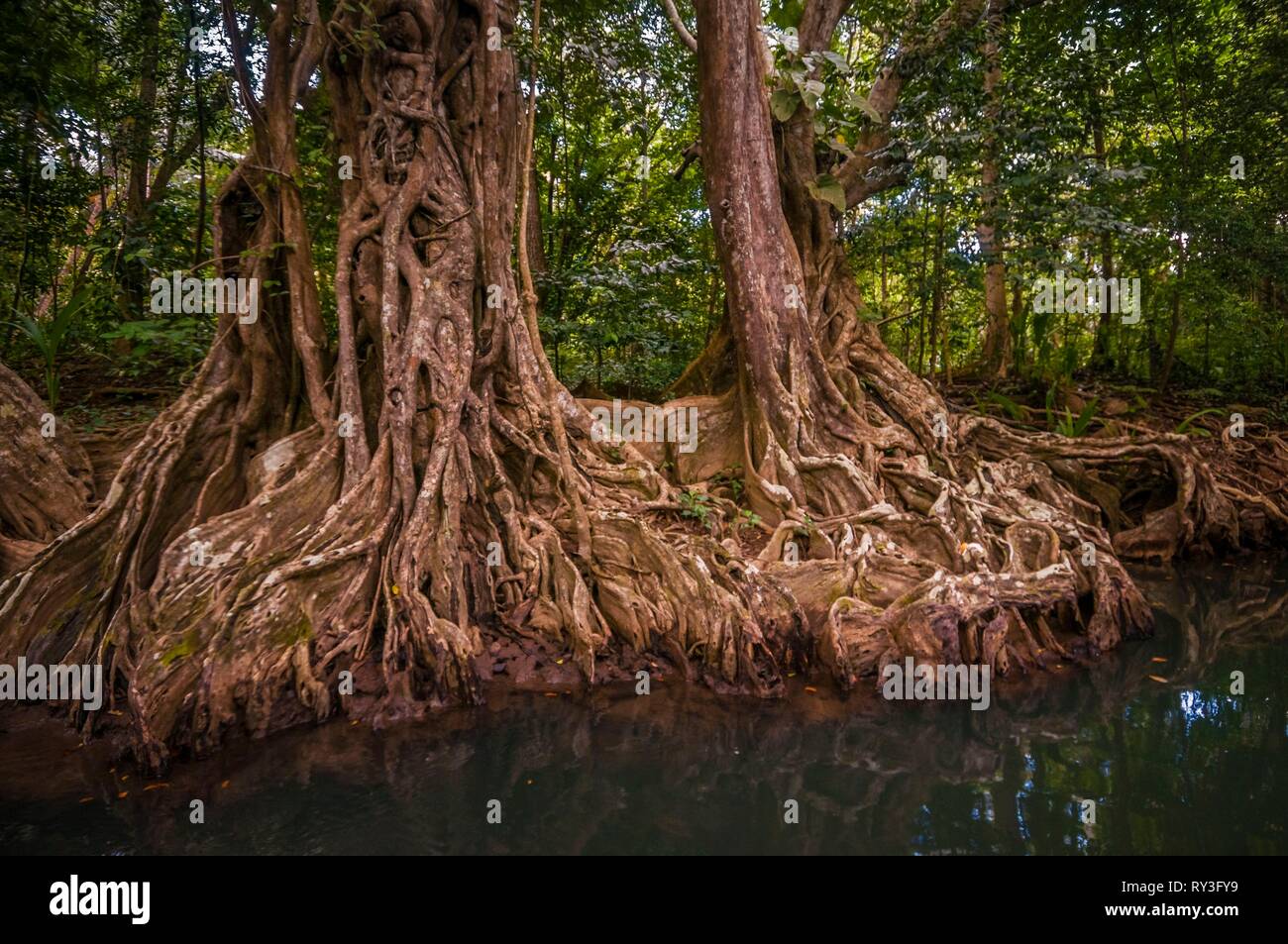 Dominica, Portsmouth, dragon blood (Pterocarpus officinalis) on the banks of the Indian River Stock Photo