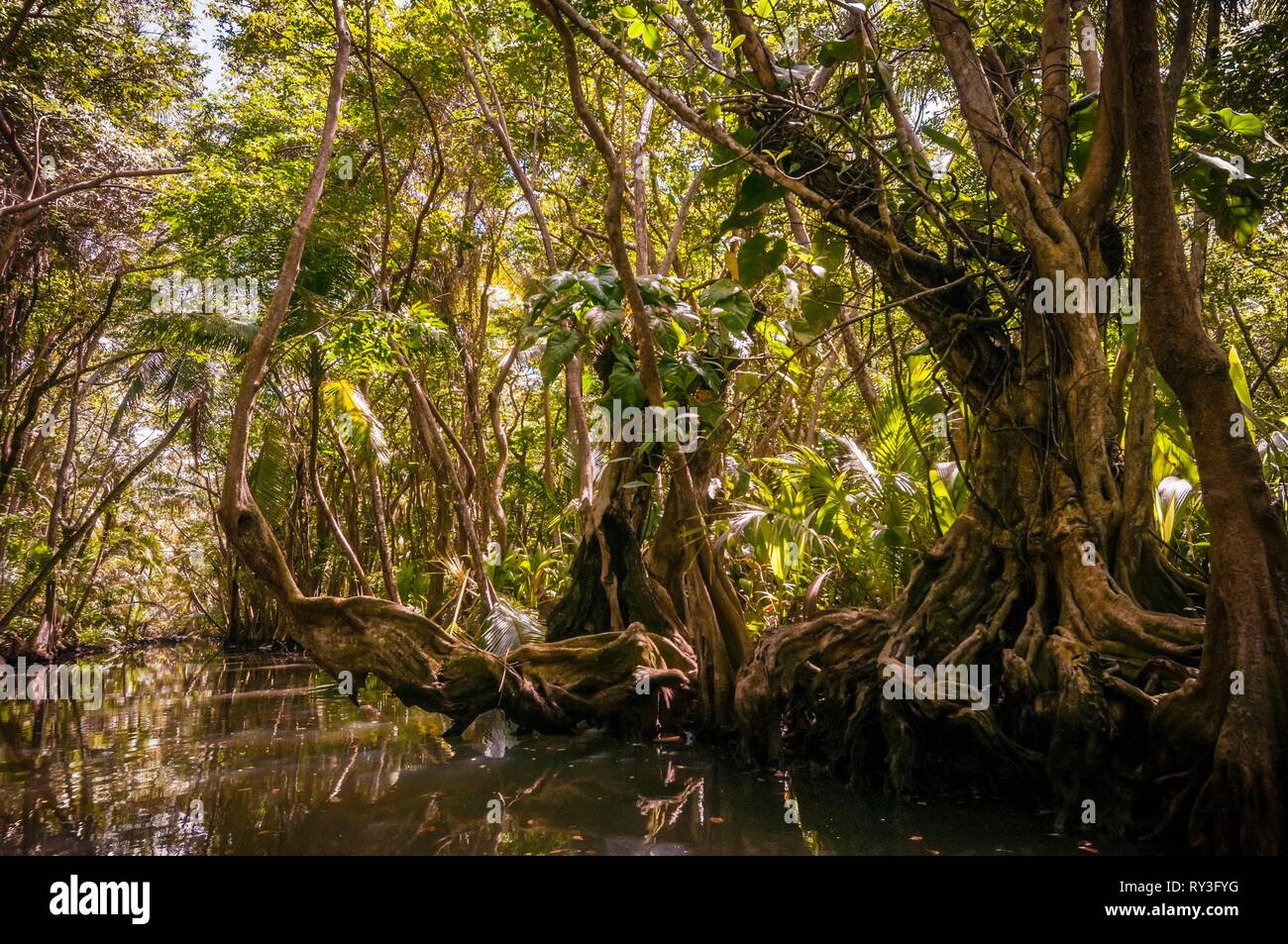 Dominica, Portsmouth, Indian River Stock Photo