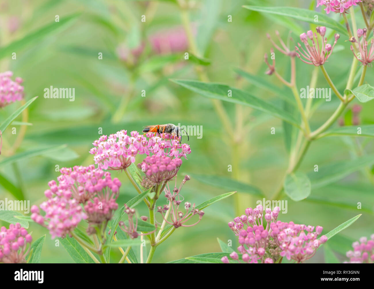 Golden digger wasp Sphex ichneumoneus feeding on rose milkweed nectar Stock Photo