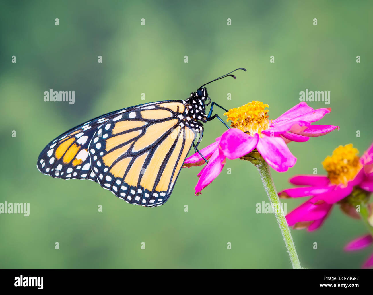 Monarch butterfly Danaus plexippus on a zinnia flower - side view Stock ...
