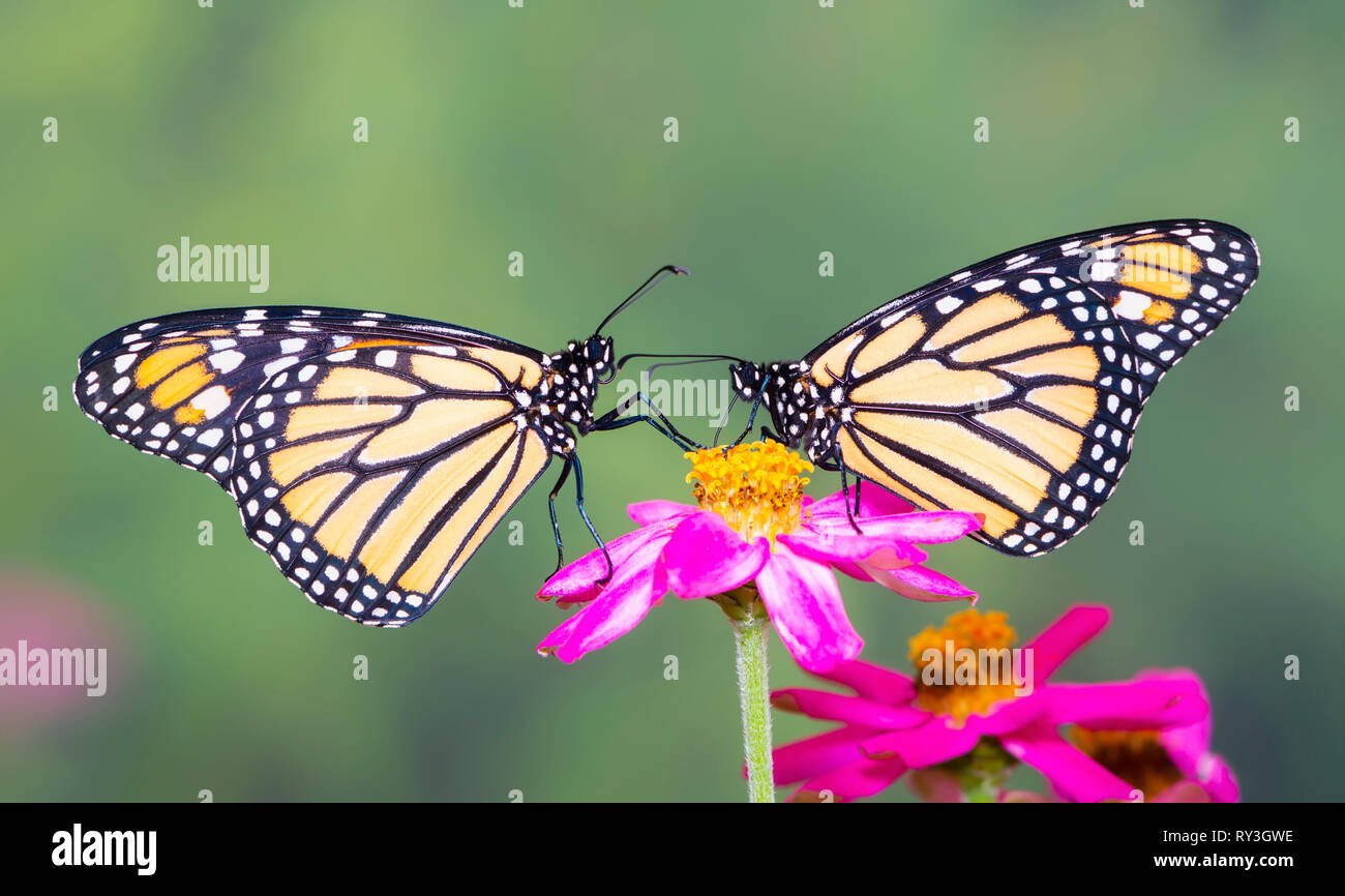 Monarch butterfly Danaus plexippus pair feeding on a zinnia flower ...