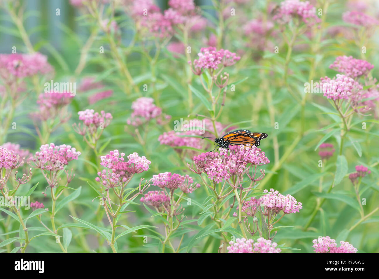Monarch butterfly Danaus plexippus feeding on swamp milkweed flowers Stock Photo