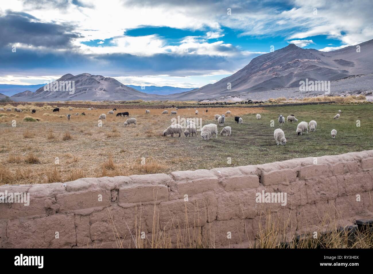 Argentina, Catamarca province, El Penon, flock of ewes Stock Photo
