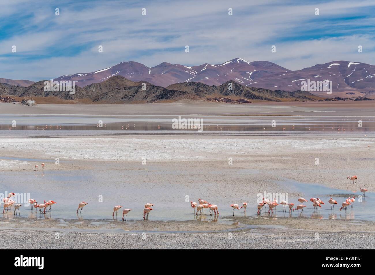 Argentina, Catamarca Province, Laguna Grande near El Penon is part of the Laguna Blanca Biosphere Reserve (UNESCO), James Flamingo (Phoenicoparrus jamesi) Stock Photo