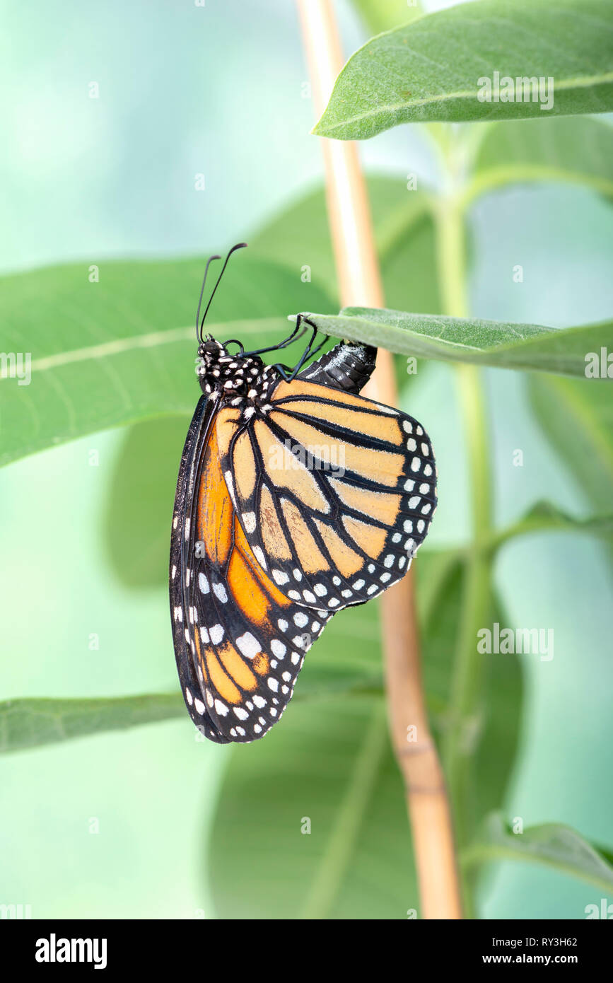 Monarch Butterfly Laying Eggs