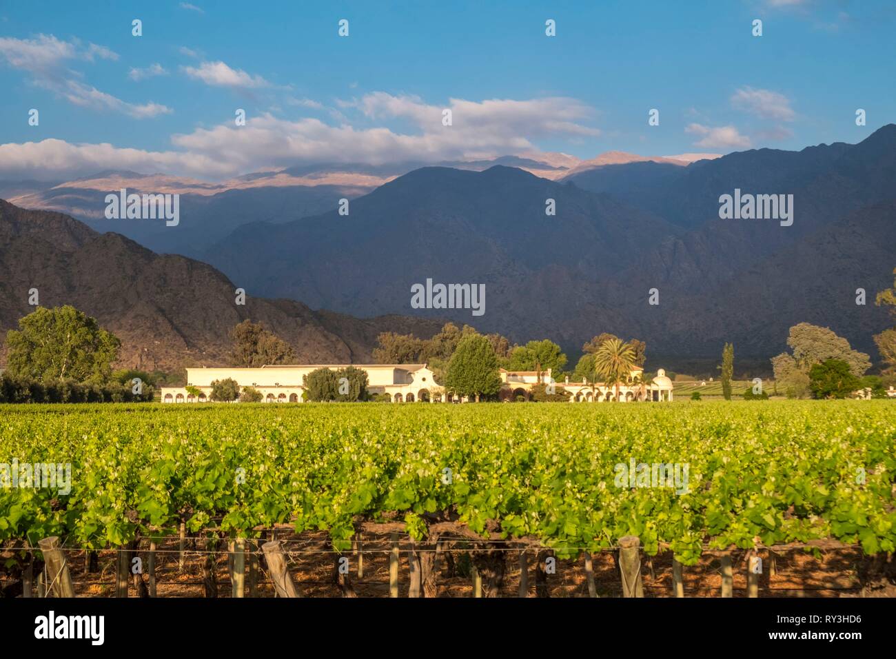 Argentina, Noroeste, Salta province, Valles Calchaquies, vineyard in Cafayate, Finca Quara Stock Photo
