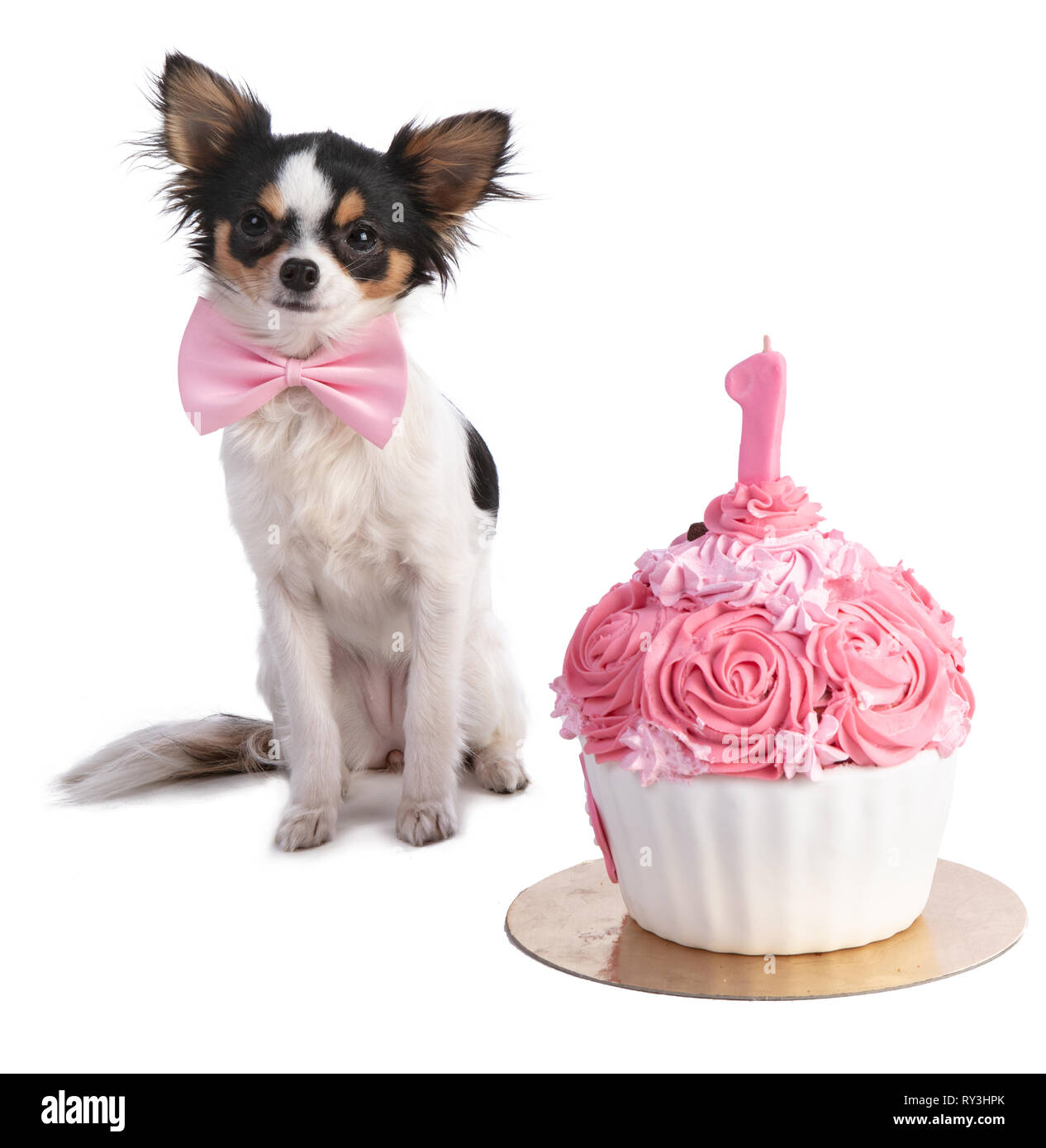 Chihuahua in front of her a pink birthday cake on a white background Stock Photo