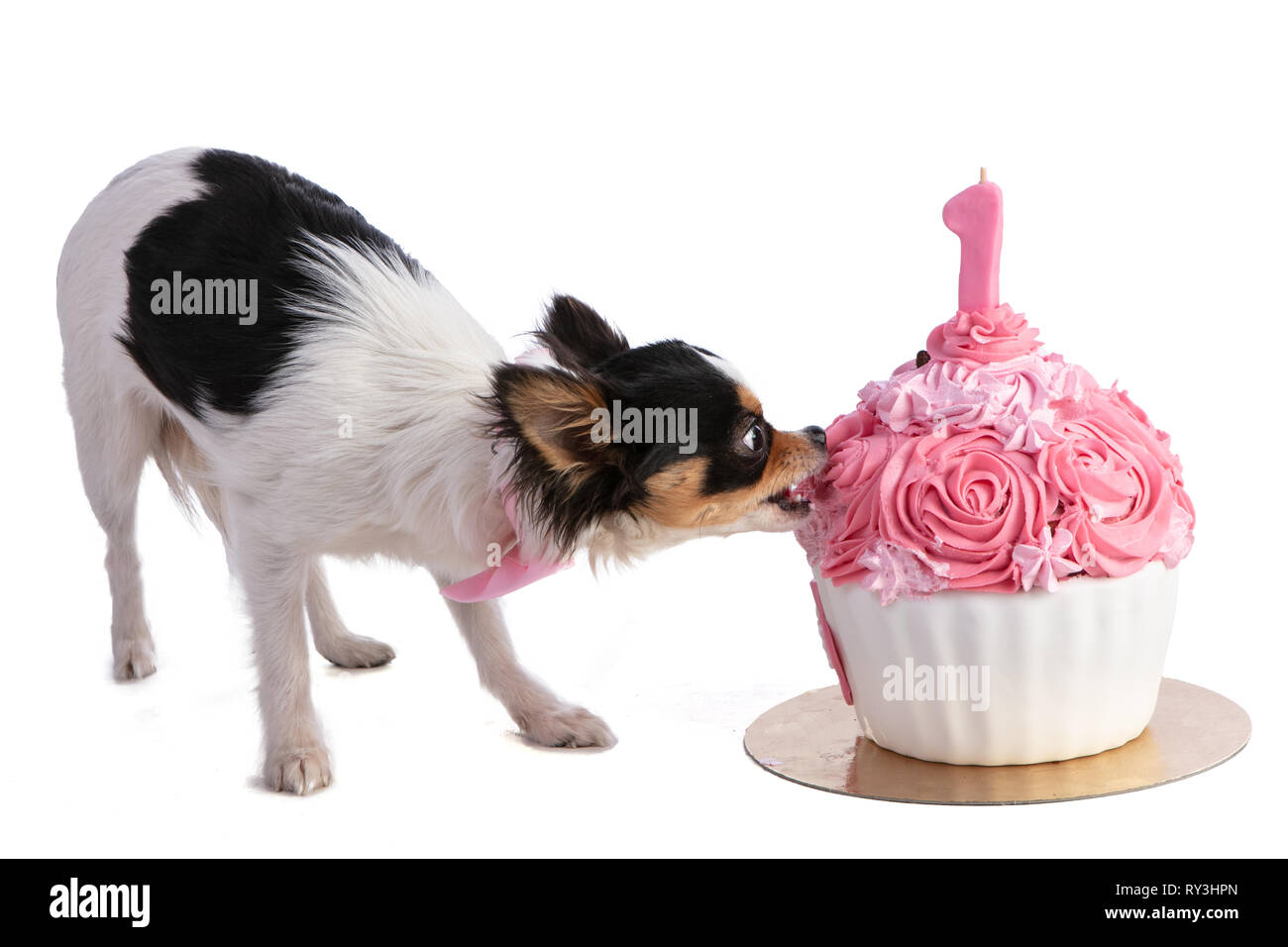 Chihuahua eating a cake for her birthday on a white background Stock Photo