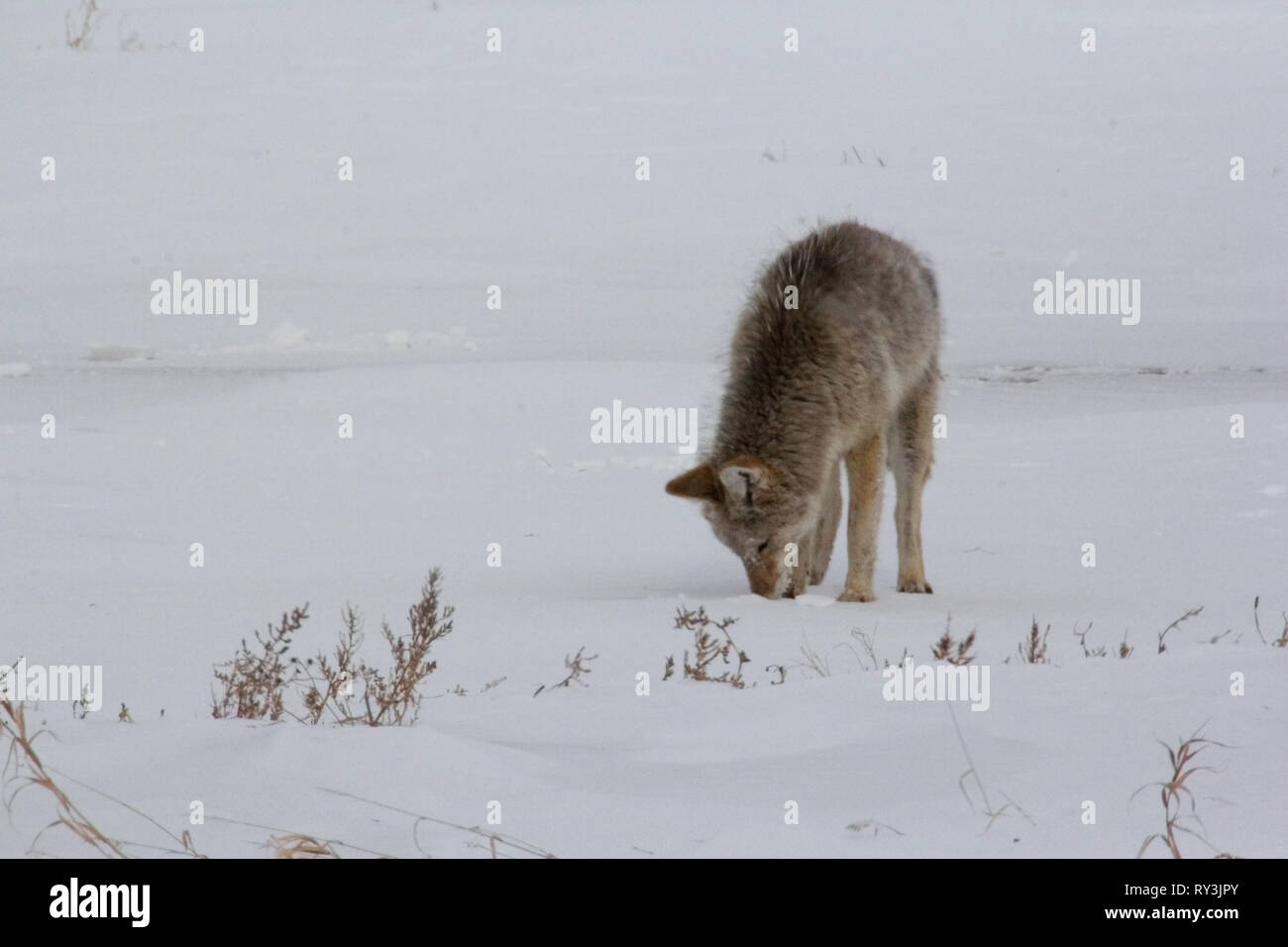 Coyote · Scientific name Canis latranS. Hunting for mice under a crust