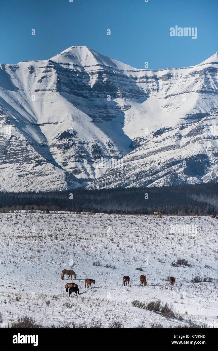 Domestic horses grazing on snowy hill before Rocky Mountains in winter at Ya Ha Tinda Ranch Alberta Stock Photo