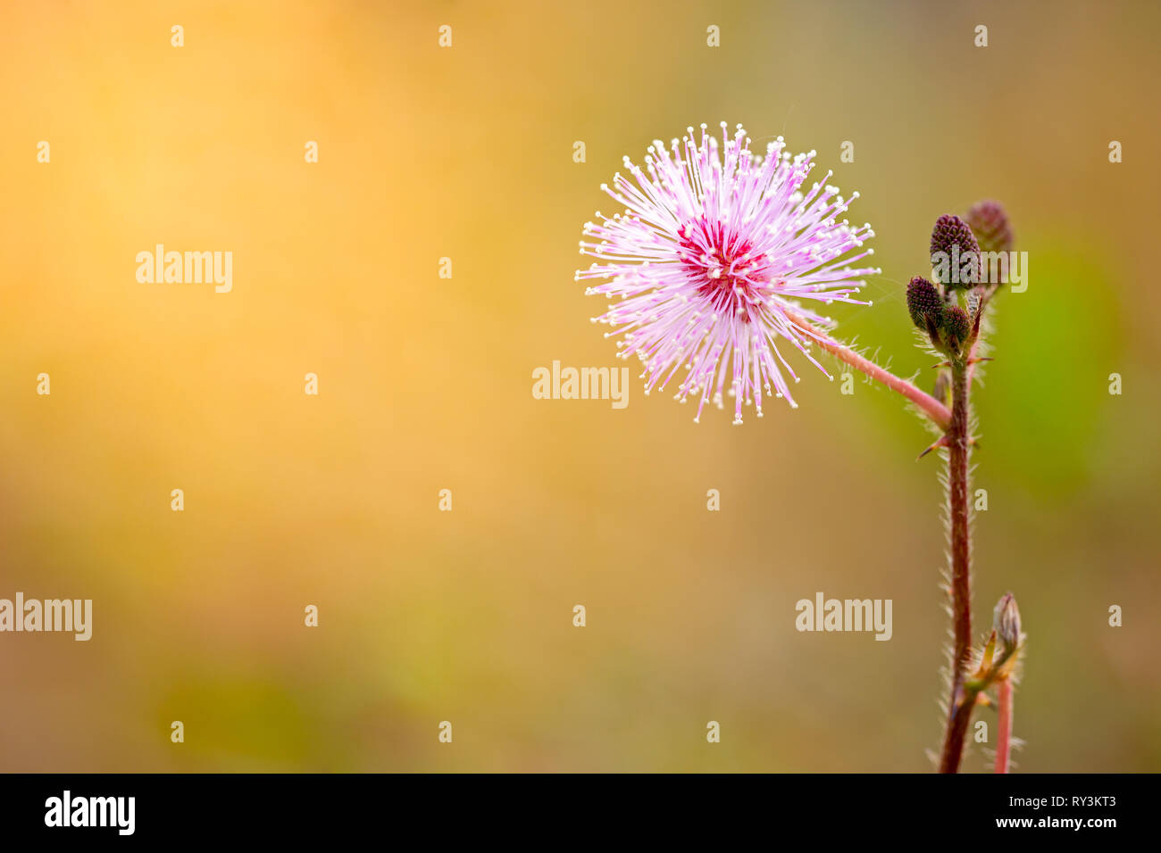 Flowers of sensitive plant among the grasslands and morning sunlight. Stock Photo