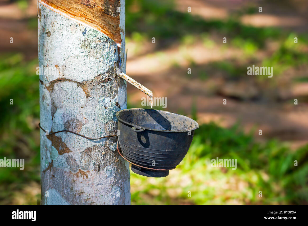 The latex of rubber flows down from the tree into the bowl and morning