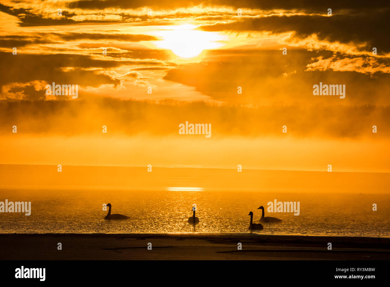 Trumpeter swans in mist on icy Sylvan Lake in early winter at Sunbreaker Cove Alberta Canada Stock Photo