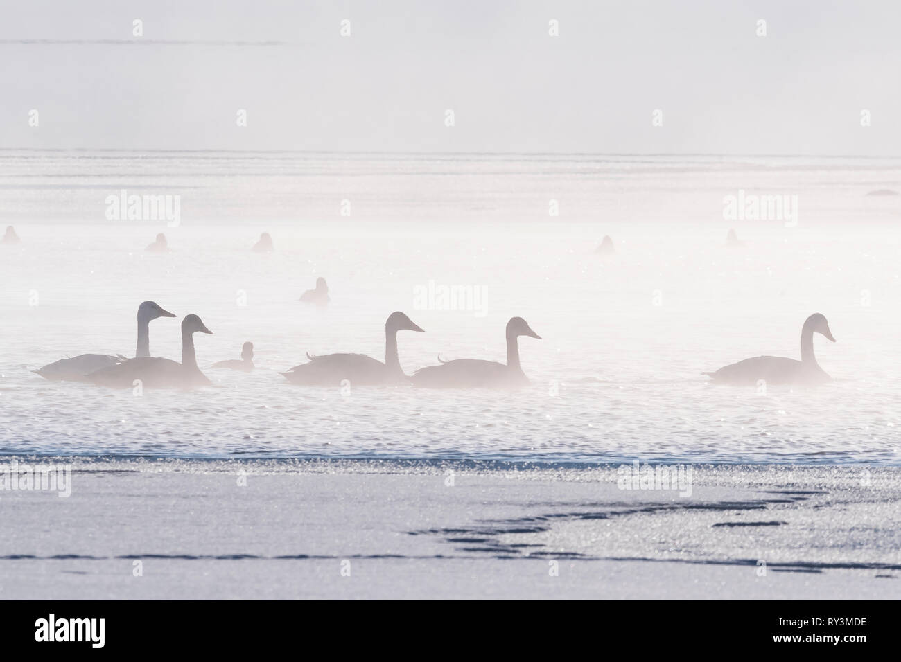 Trumpeter swans in mist on icy Sylvan Lake in early winter at Sunbreaker Cove Alberta Canada Stock Photo