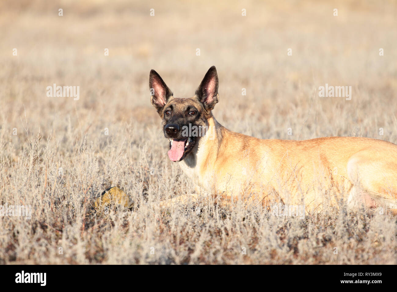 Dog with a ball of breed Belgian Shepherd Malinois in the grass , spring Stock Photo