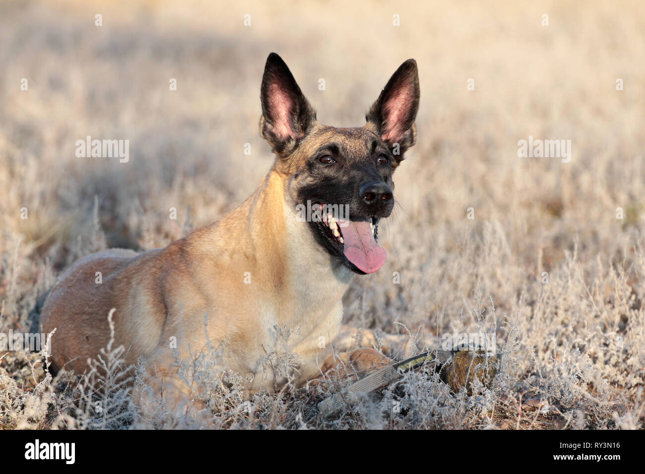 Dog with a ball of breed Belgian Shepherd Malinois in the grass , spring Stock Photo