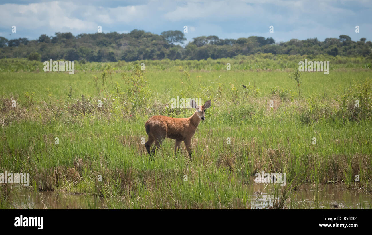 Marsh deer in wild Stock Photo