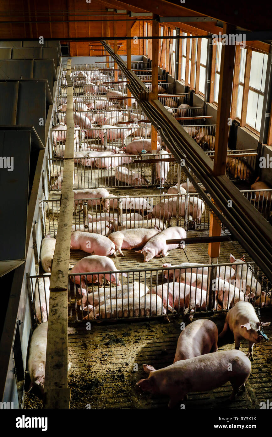 Ense, North Rhine-Westphalia, Germany - Modern fattening stable, the modern  pigsty provides for more animal welfare among other things by more place o  Stock Photo - Alamy