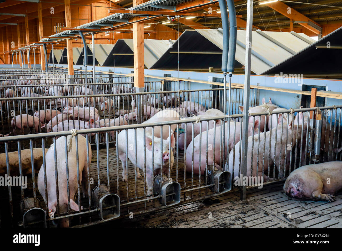 Ense, North Rhine-Westphalia, Germany - Modern fattening stable, the modern pigsty provides for more animal welfare among other things by more place o Stock Photo