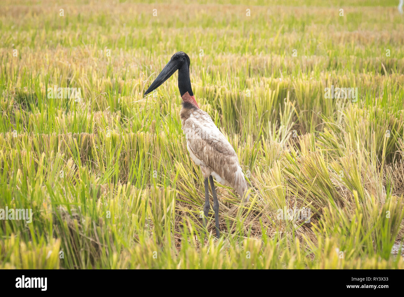 Wildlife photos hi-res stock photography and images - Alamy