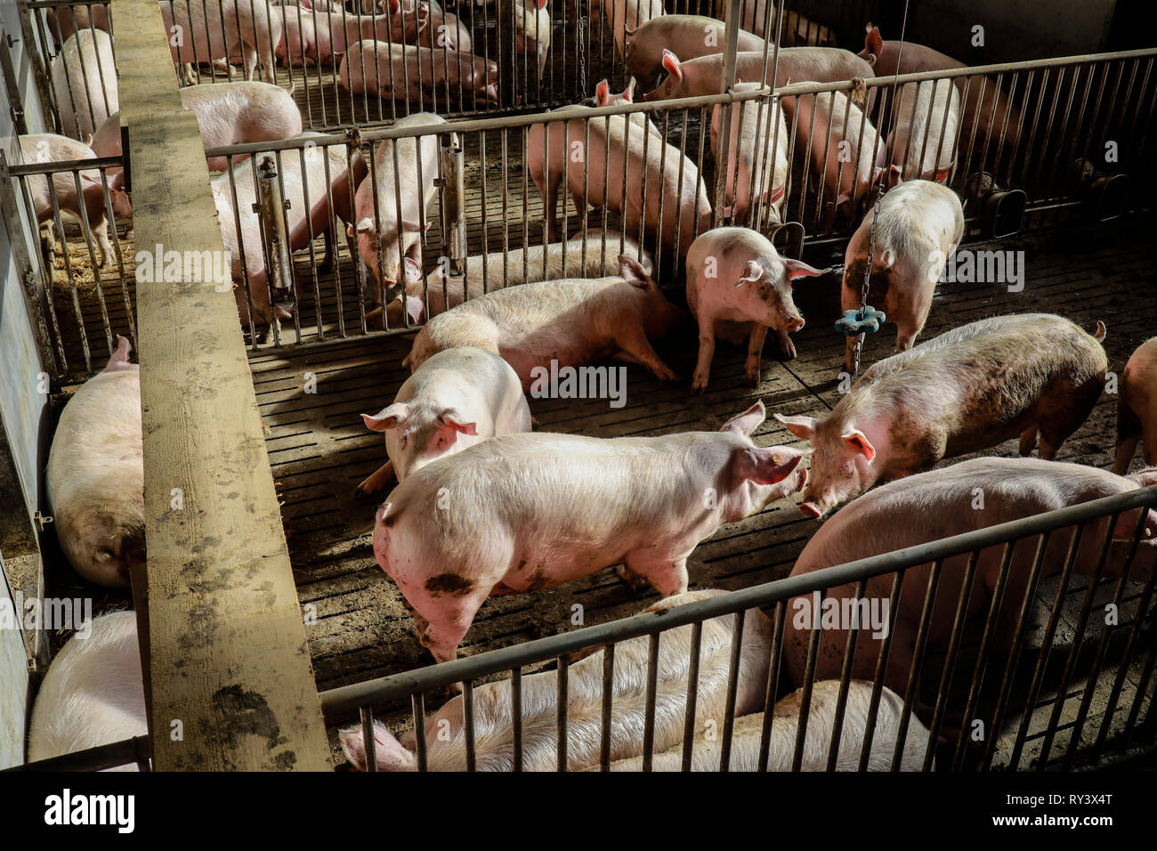 Ense, North Rhine-Westphalia, Germany - Modern fattening stable, the modern  pigsty provides for more animal welfare among other things by more place o  Stock Photo - Alamy