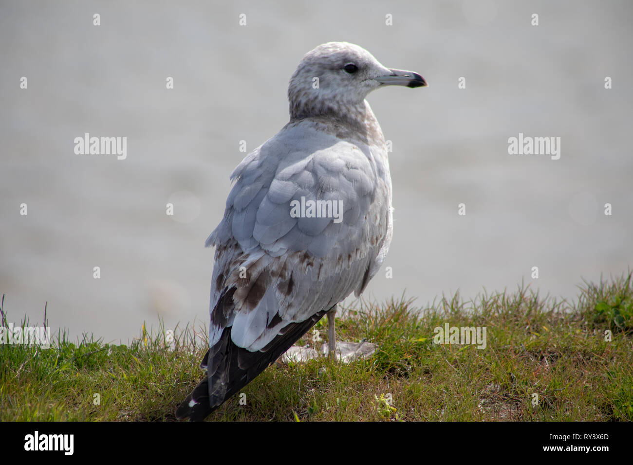 Seagull perched on grass by beach in California Stock Photo