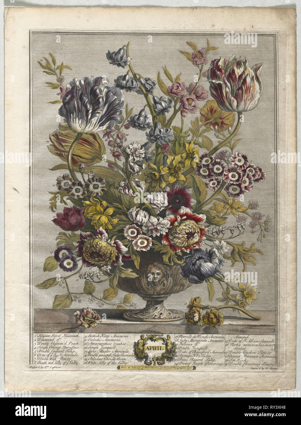Twelve Months of Flowers:  April, 1730. Henry Fletcher (British, active 1715-38). Engraving, hand-colored; sheet: 46.8 x 35.5 cm (18 7/16 x 14 in.); platemark: 41.7 x 32 cm (16 7/16 x 12 5/8 in Stock Photo