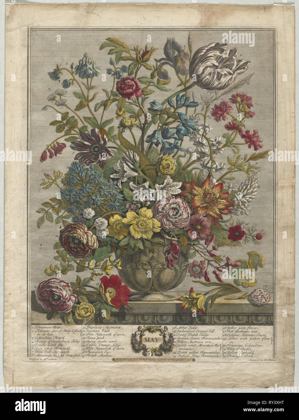 Twelve Months of Flowers:  May, 1730. Henry Fletcher (British, active 1715-38). Engraving, hand-colored; sheet: 46.6 x 35.2 cm (18 3/8 x 13 7/8 in.); platemark: 40.9 x 31.8 cm (16 1/8 x 12 1/2 in Stock Photo