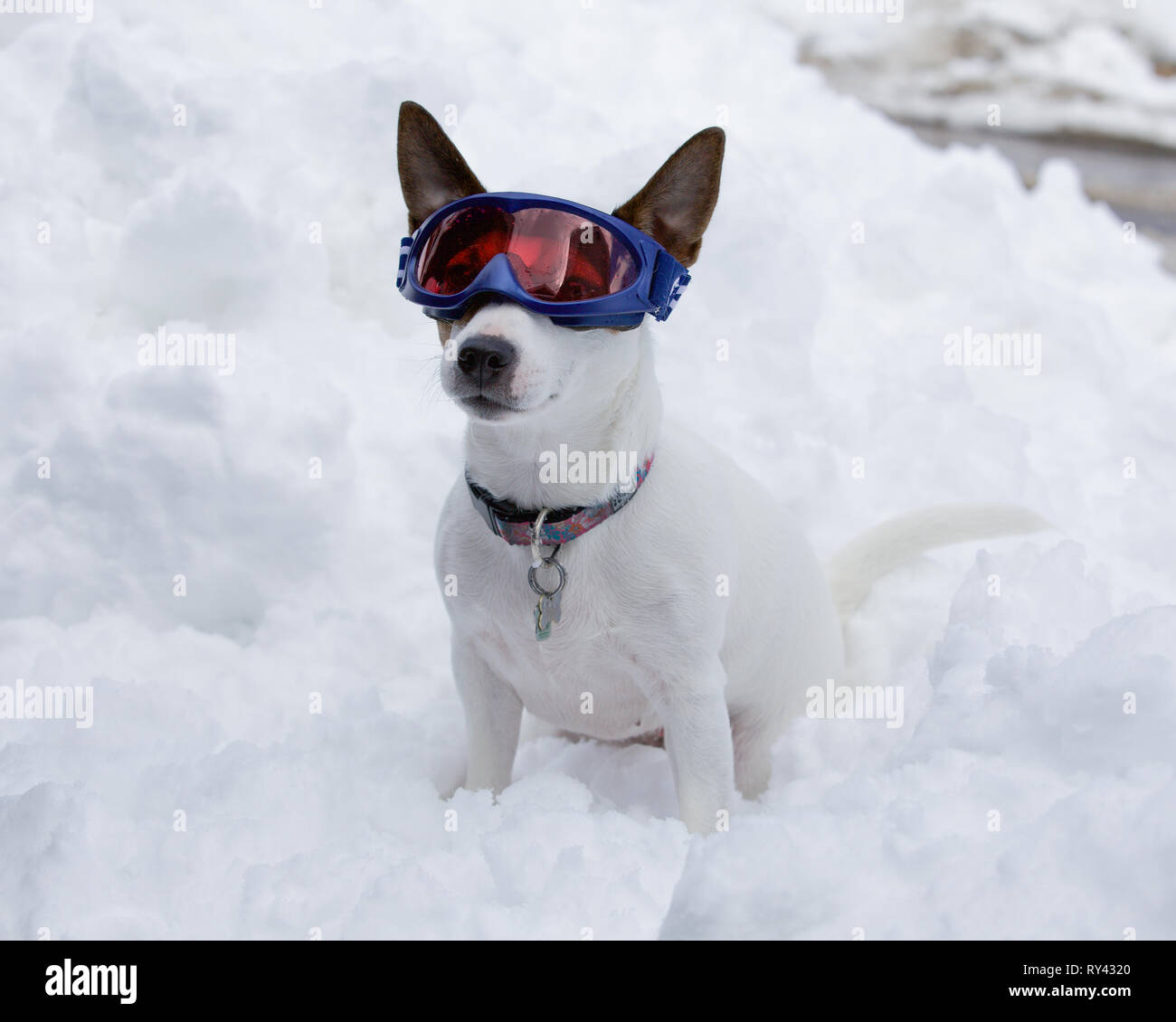 Small mostly white Jack Russell Terrier dog sitting in snow while wearing blue ski goggles on a cold winter day Stock Photo