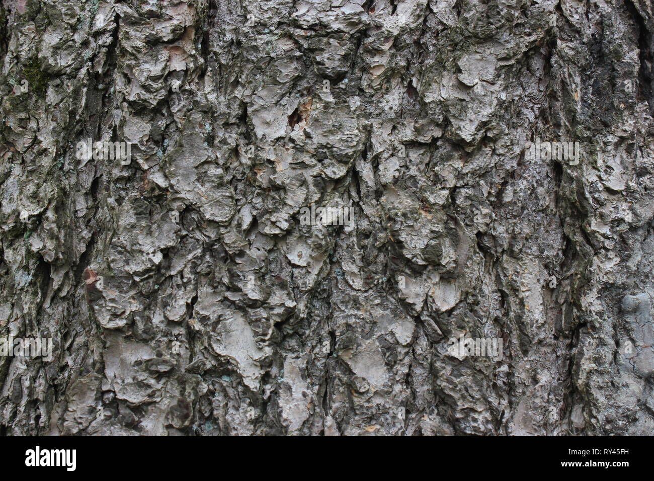 Bark of old pine tree as natural textured background Stock Photo - Alamy