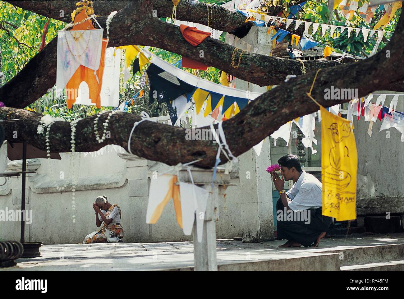 Devotees in prayer under a Bodhi tree, sapling of the original tree of Bodhgaya under which Buddha reached enlightment, Gangatilaka Vihara temple, Kalutara, Sri Lanka Stock Photo