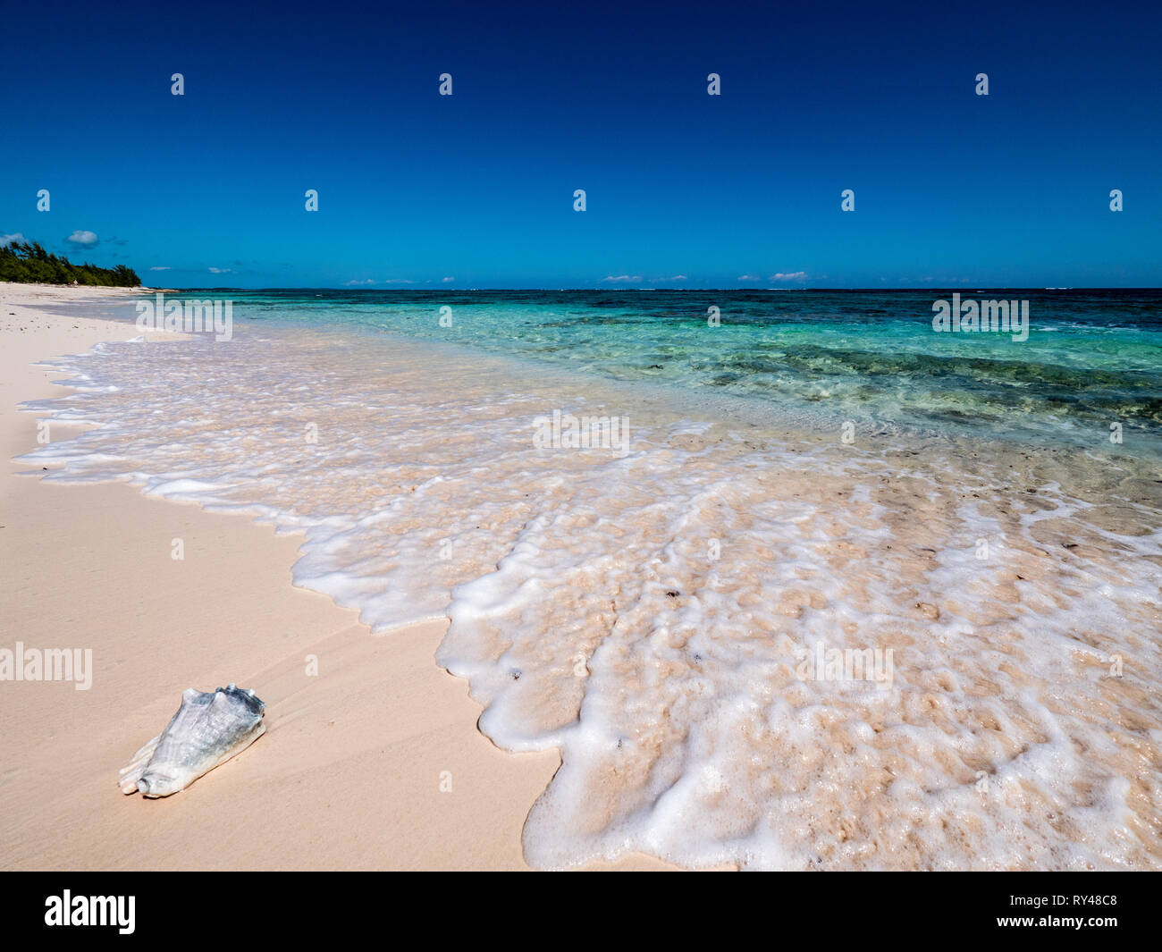 Conch Shell, White Road Beach, Remote Tropical Beach, Rock Sound, Eleuthera, The Bahamas, The Caribbean. Stock Photo