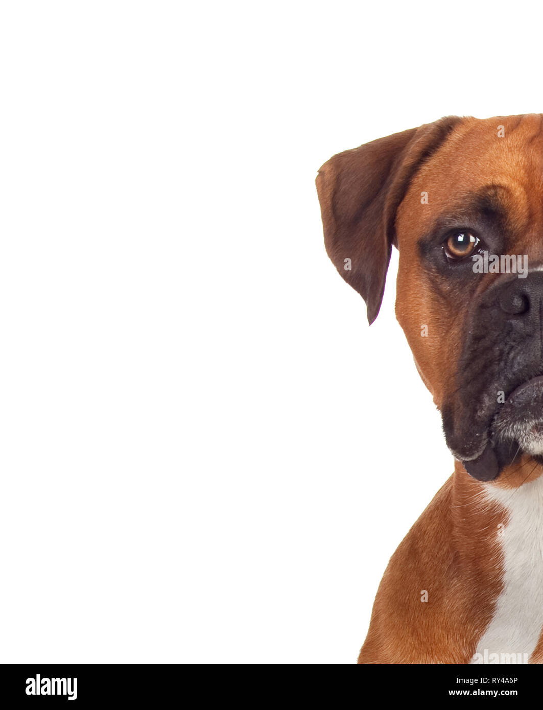 Half-face portrait of a brown adult boxer looking at camera isolated on a white background Stock Photo