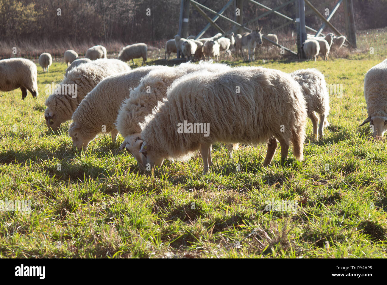 Sheep run eating time Stock Photo