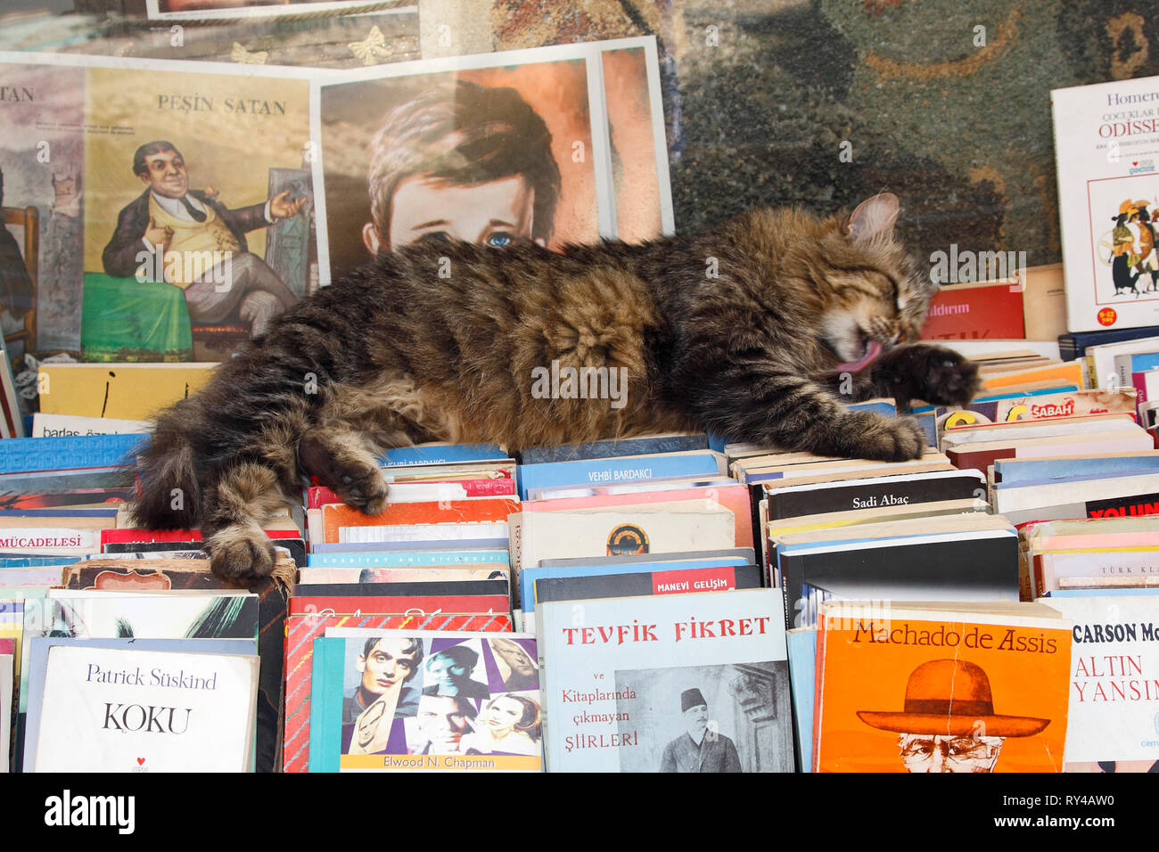 cat lying on books; outside shop; licking paw; motion; bathing; feline; pet; long fur; pink tongue, Istanbul; Turkey; summer; horizontal; PR Stock Photo