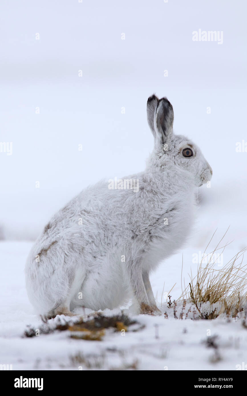 Mountain hare / Alpine hare / snow hare (Lepus timidus) in white winter