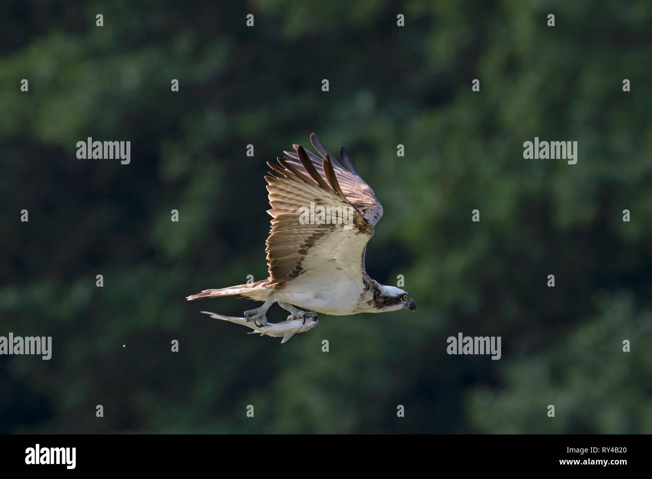 Western osprey (Pandion haliaetus) in flight with caught fish from lake in its talons Stock Photo