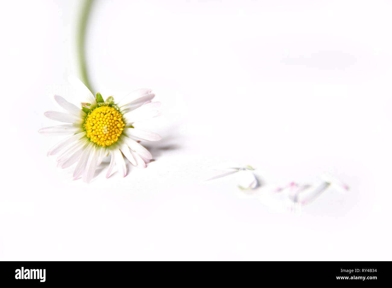 he she it loves me daisy Stock Photo - Alamy
