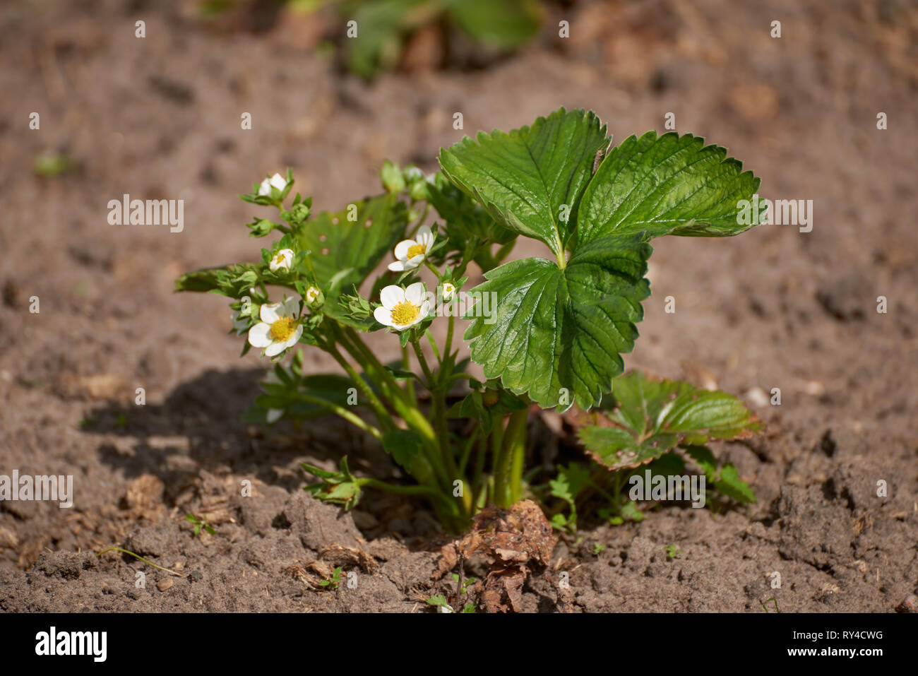mushrooms growing in strawberry plant