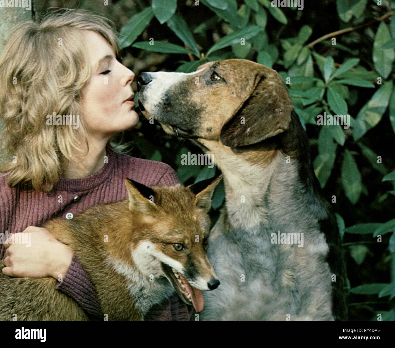 HEATHER WRIGHT, THE BELSTONE FOX, 1973 Stock Photo