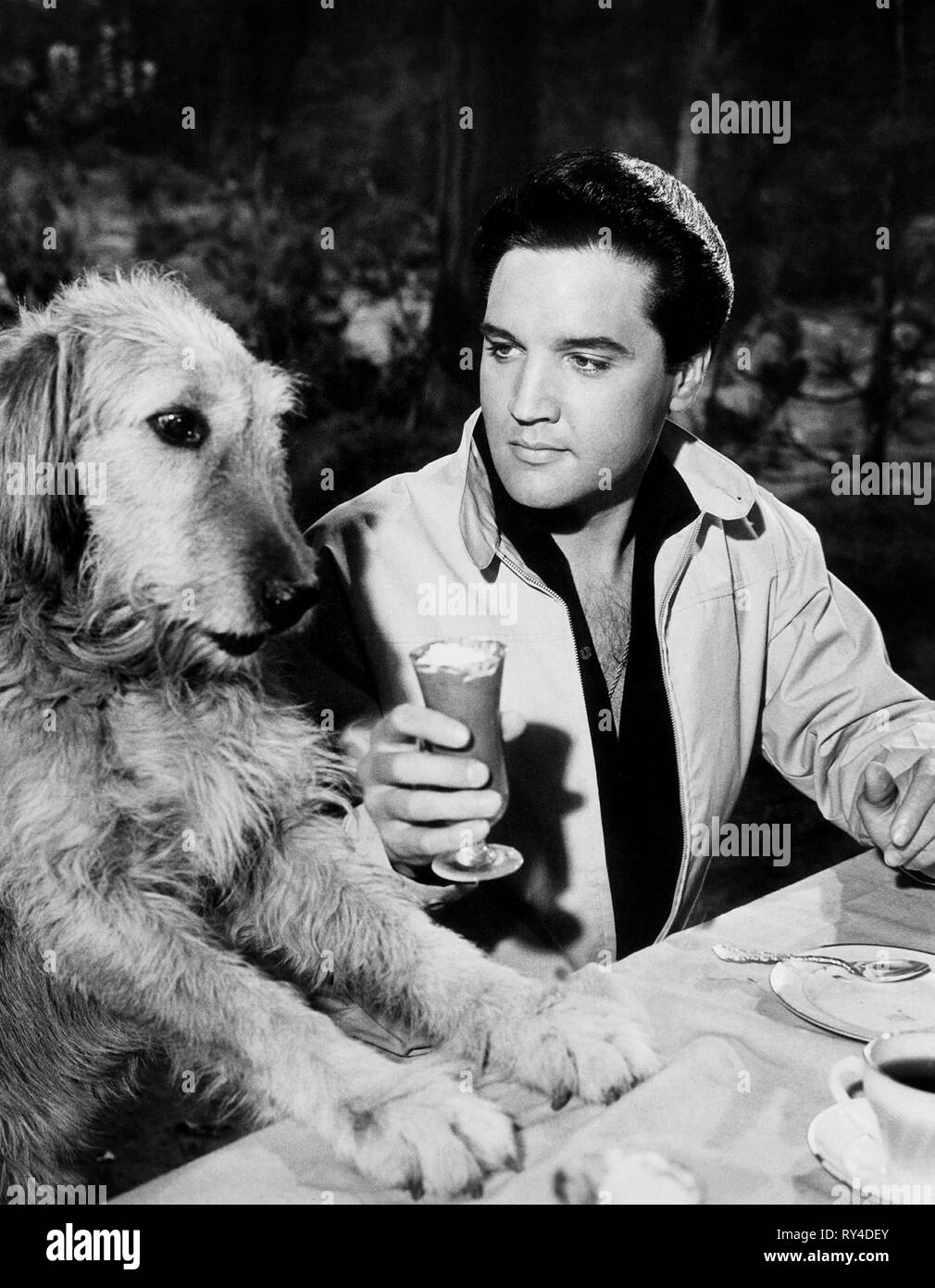 Elvis dog hires stock photography and images Alamy