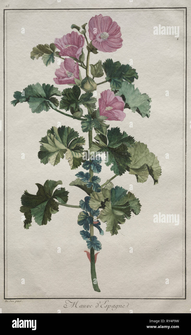 Recueil de vingtquatre plantes et fleurs:  Mallow, after 1772. De Seve (French). Engraving, hand-colored Stock Photo